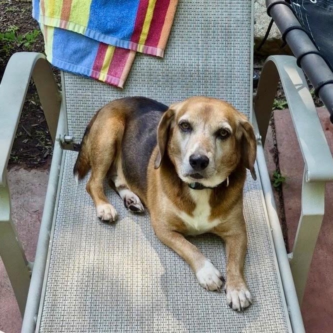 Rascal, a Adoptable Beagle in Paramus, NJ image 1/5