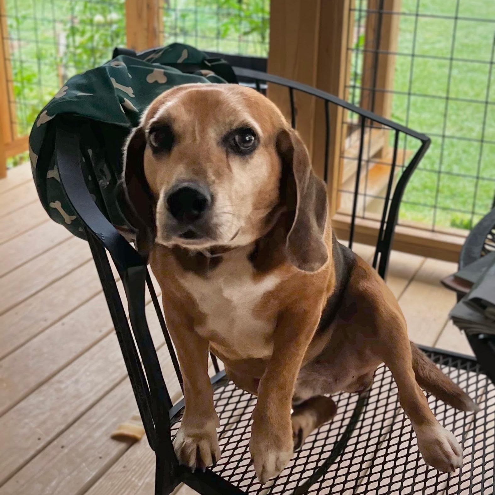 Rascal, a Adoptable Beagle in Paramus, NJ image 2/5