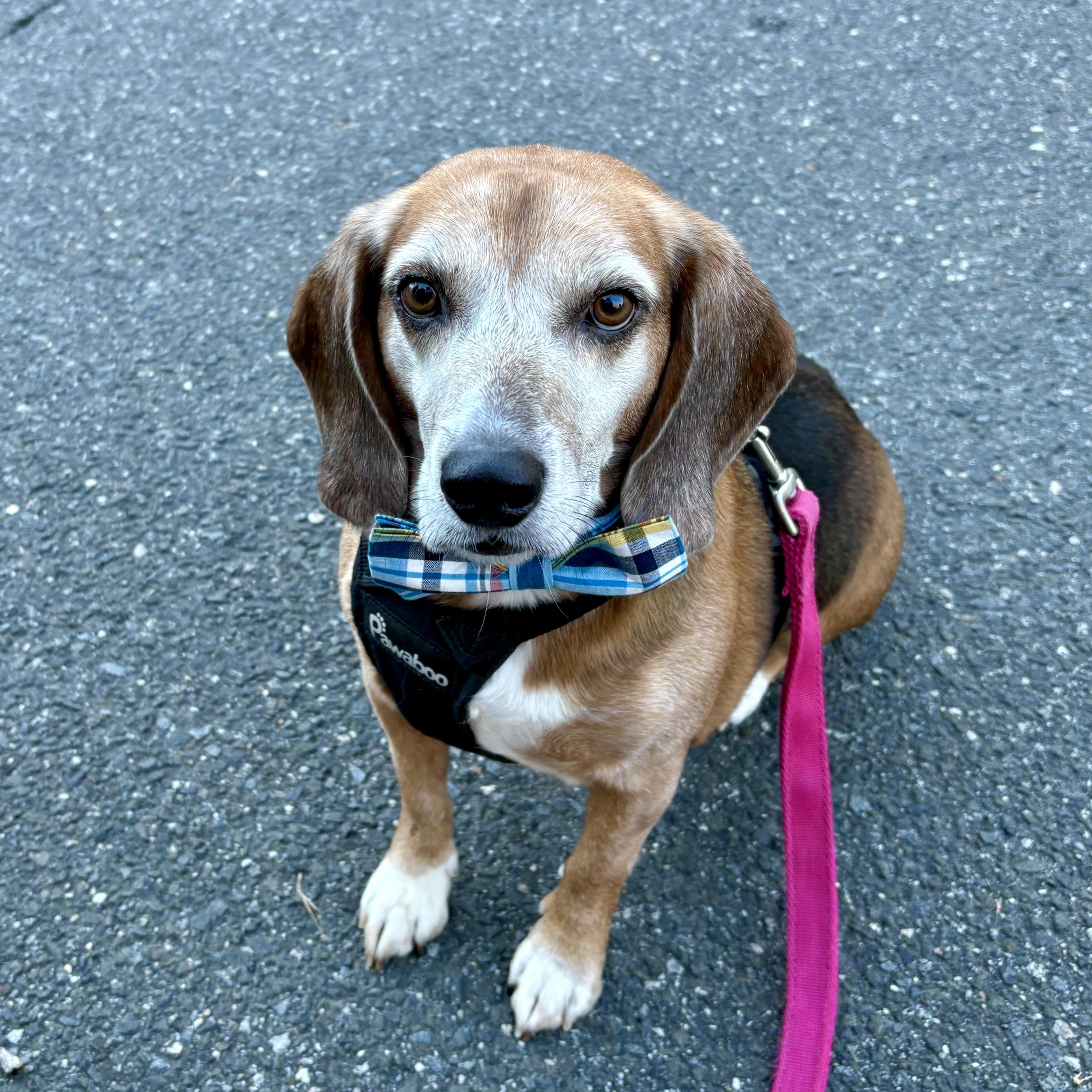 Enlarge Rascal, a Adoptable Beagle in Paramus, NJ image 2/6