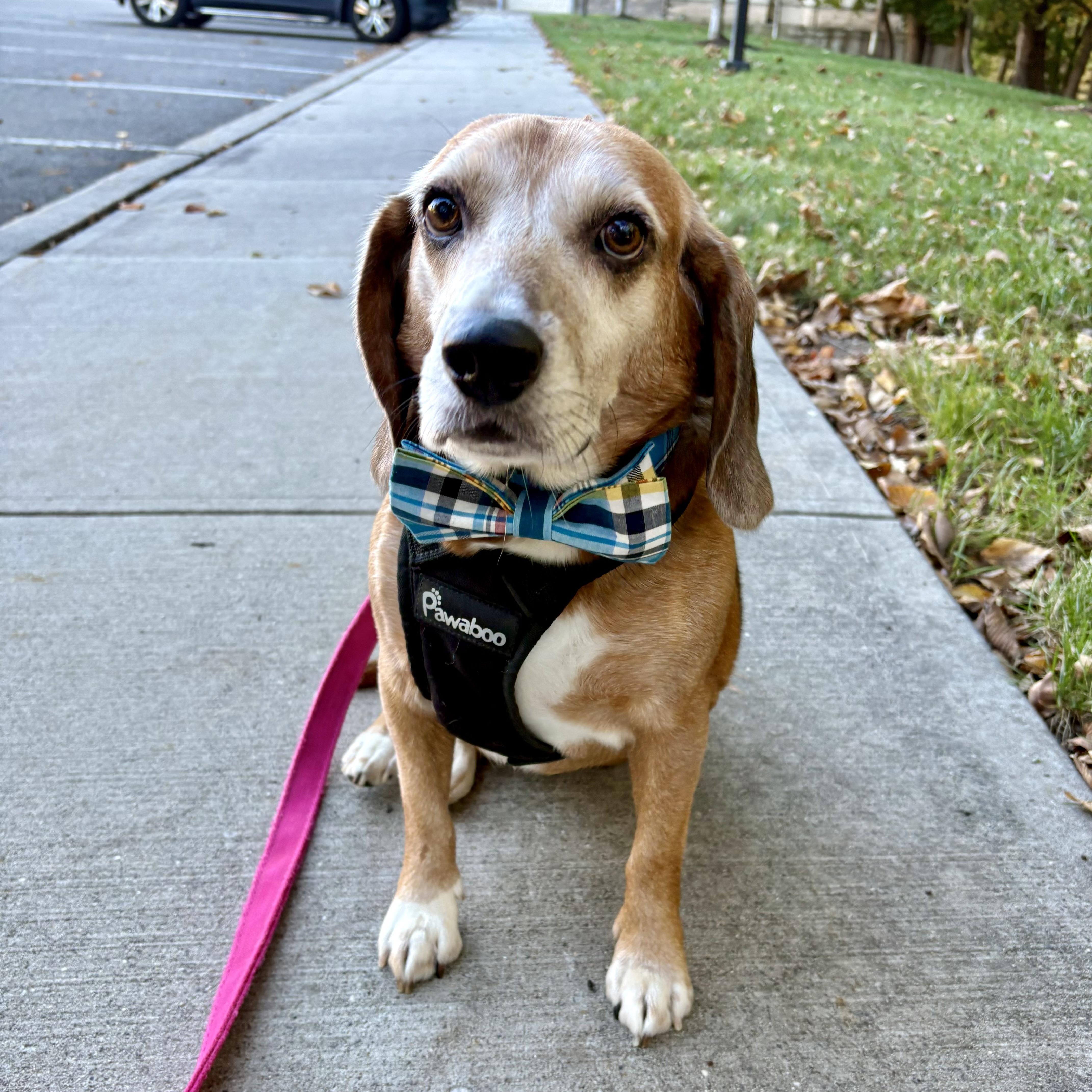 Rascal, Adoptable, Adult Male Beagle.