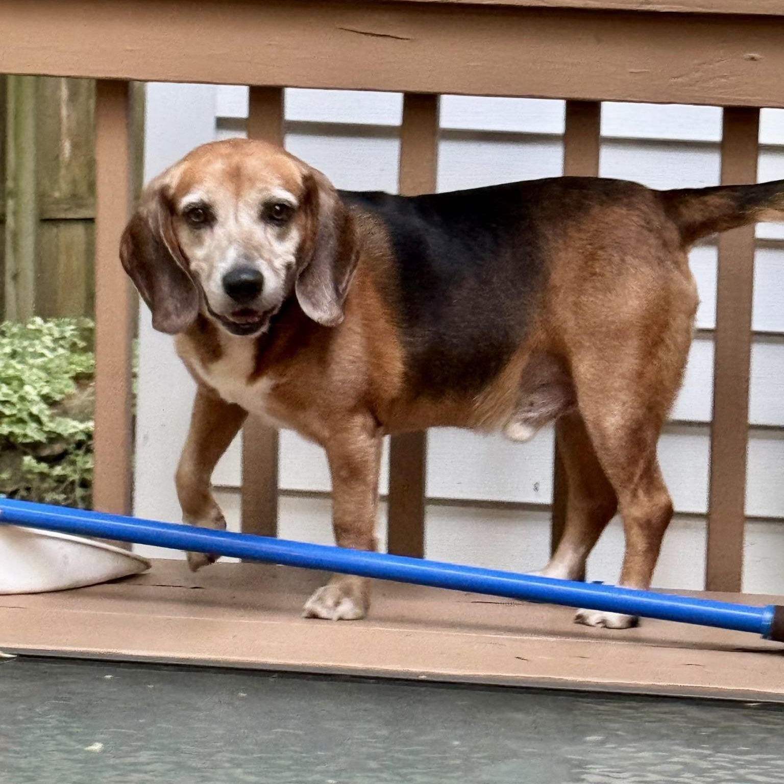 Rascal, a Adoptable Beagle in Paramus, NJ image 3/5