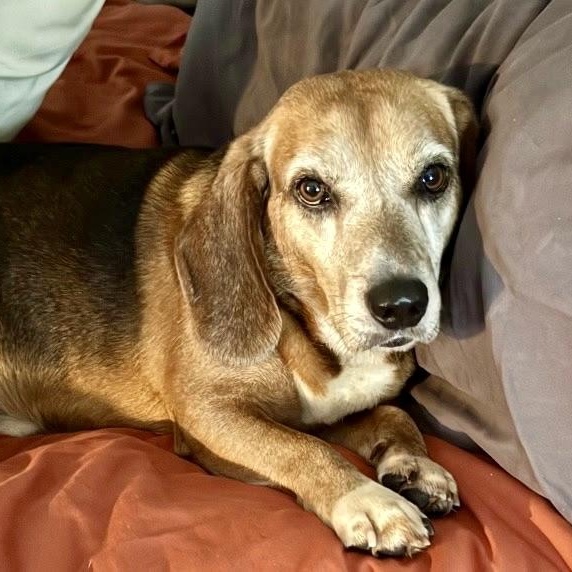 Rascal, a Adoptable Beagle in Paramus, NJ image 4/5