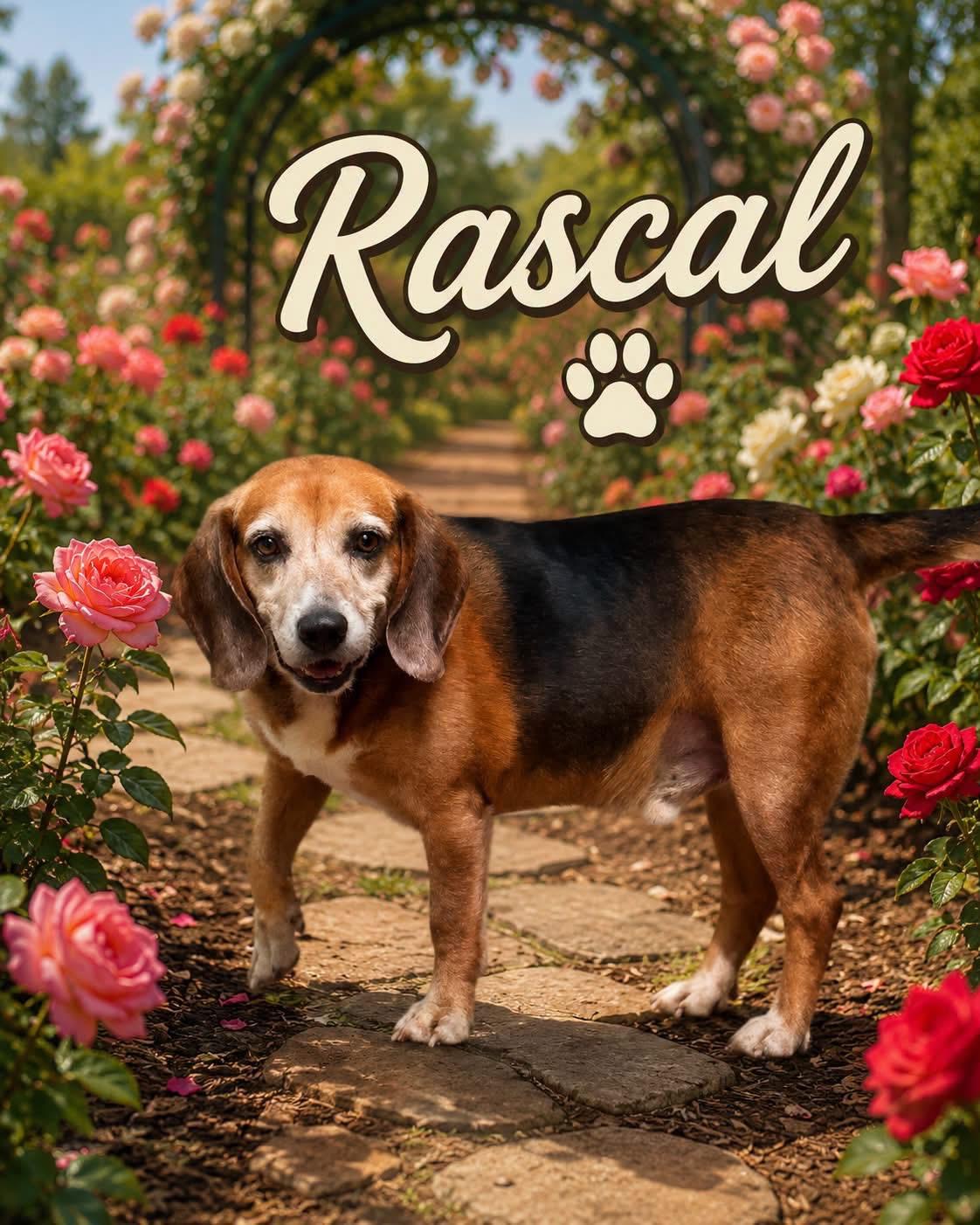 Enlarge Rascal, a Adoptable Beagle in Paramus, NJ image 1/6