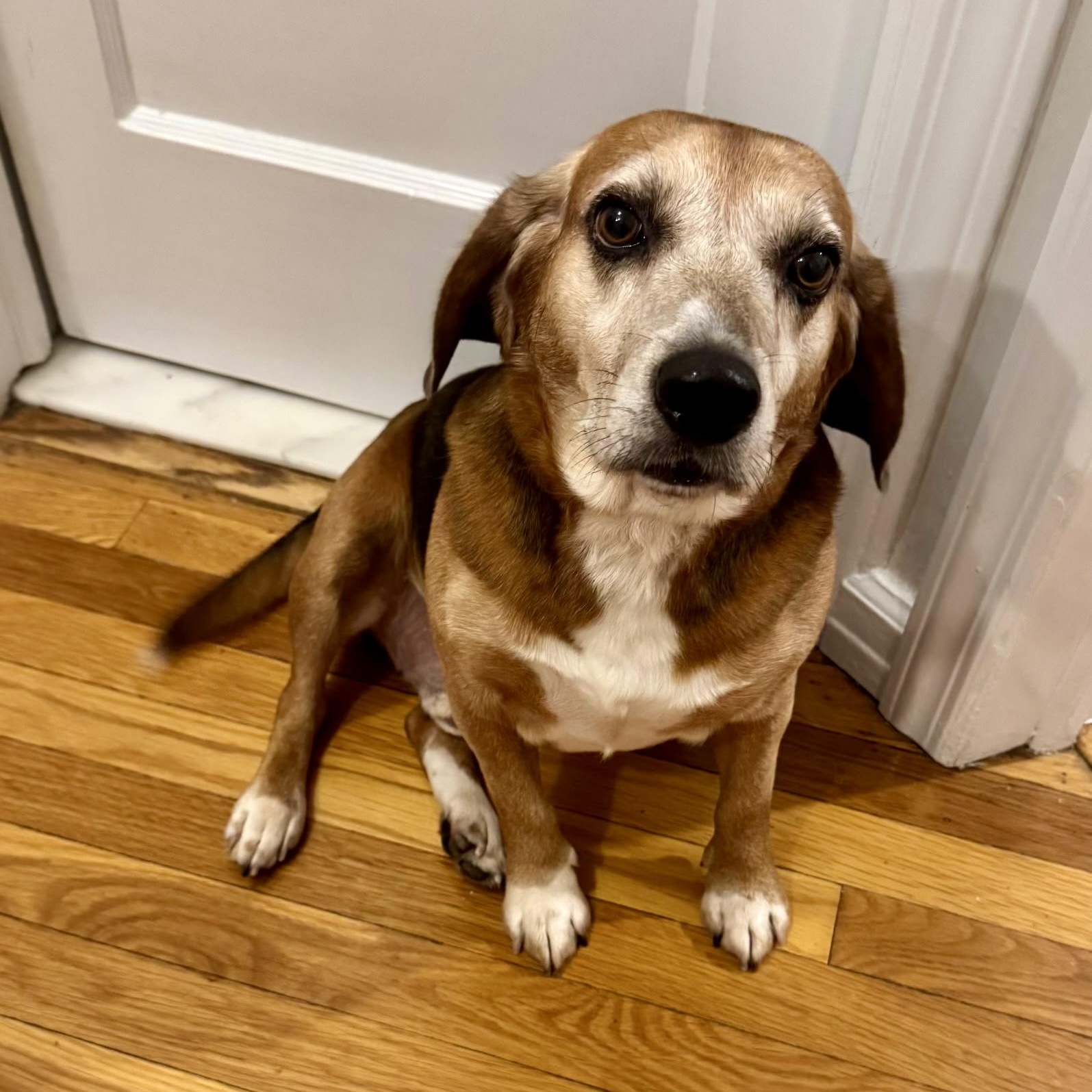 Rascal, a Adoptable Beagle in Paramus, NJ image 5/5