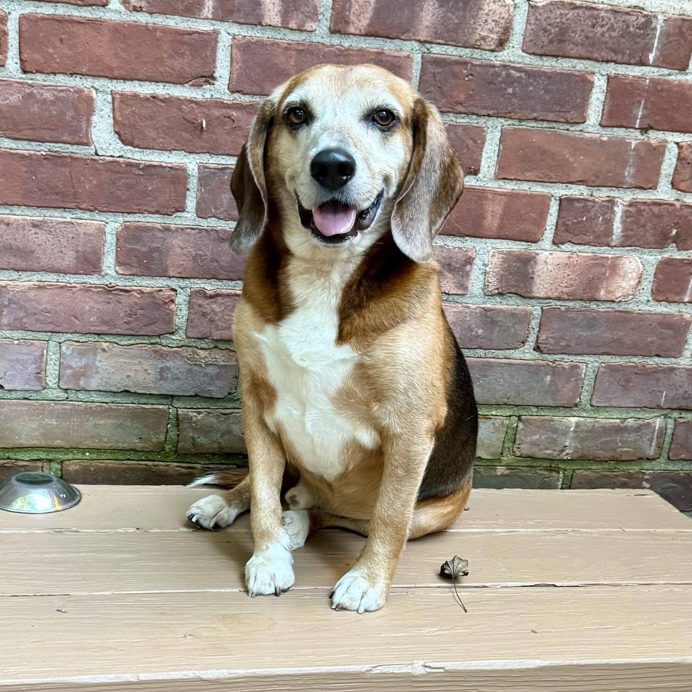 Enlarge Rascal, a Adoptable Beagle in Paramus, NJ image 2/6
