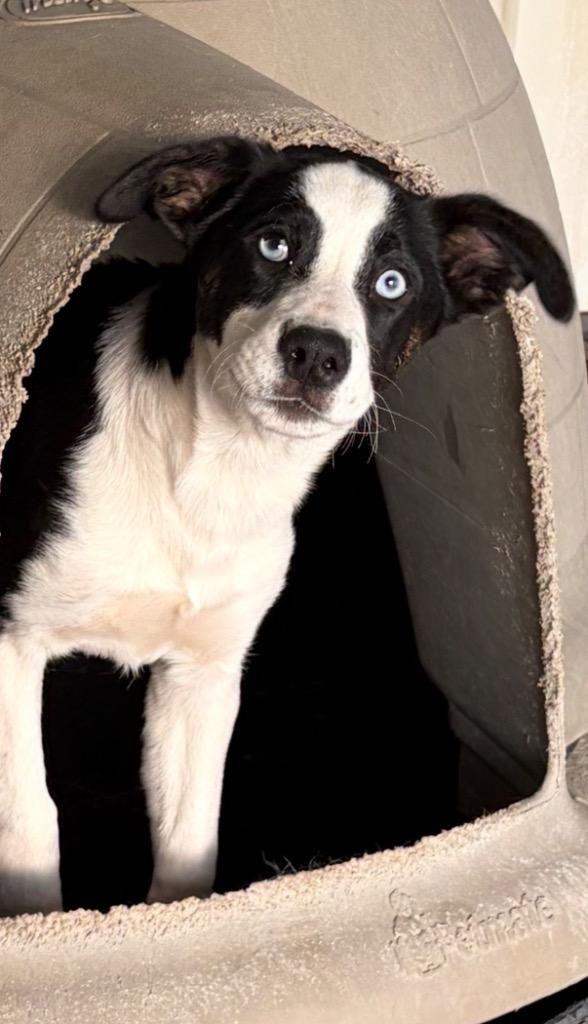 Octavias, Adoptable, Puppy Female Husky & Hound.