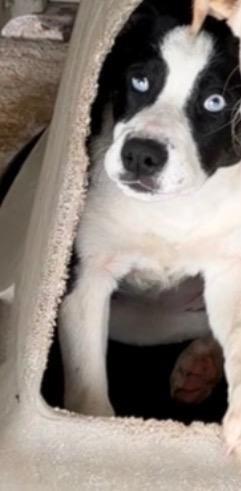 Enlarge Octavias, a Adoptable mixed breed in Ada, OK image 2/4