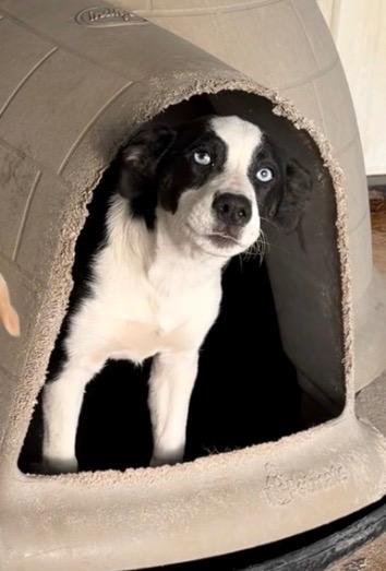 Enlarge Octavias, a Adoptable mixed breed in Ada, OK image 3/4