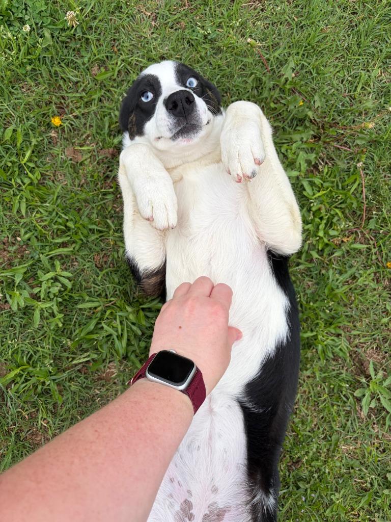 Enlarge Octavias, a Adoptable mixed breed in Ada, OK image 4/4