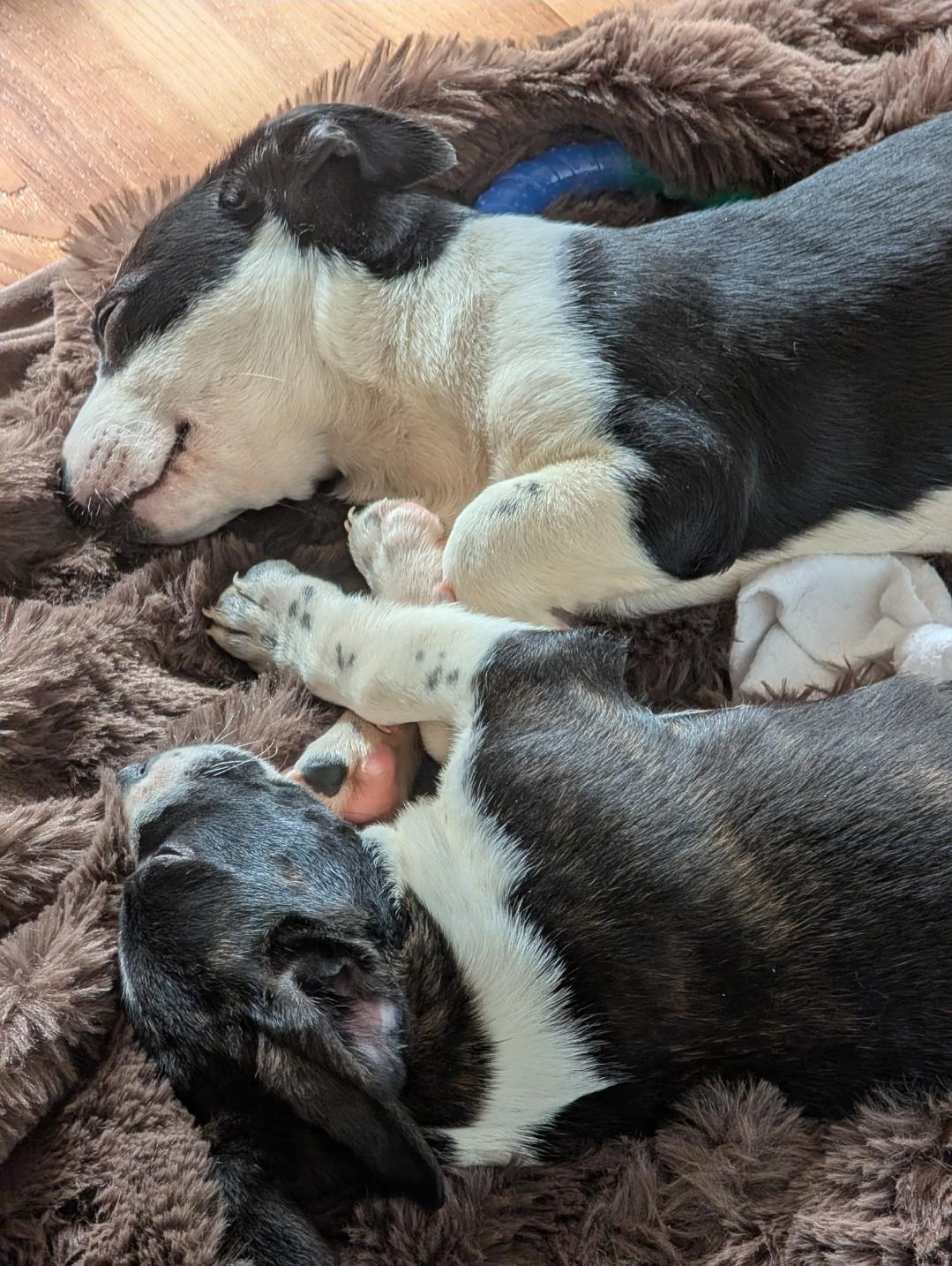 Olivia, a ADOPTABLE mixed breed in Plattsmouth, NE image 5/6