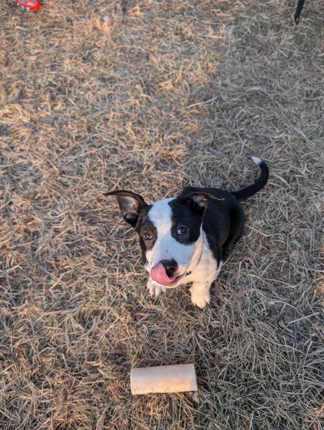 Olivia, a ADOPTABLE mixed breed in Plattsmouth, NE image 3/6