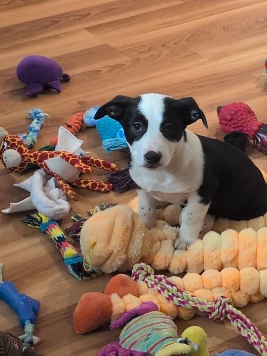 Olivia, a ADOPTABLE mixed breed in Plattsmouth, NE image 1/6