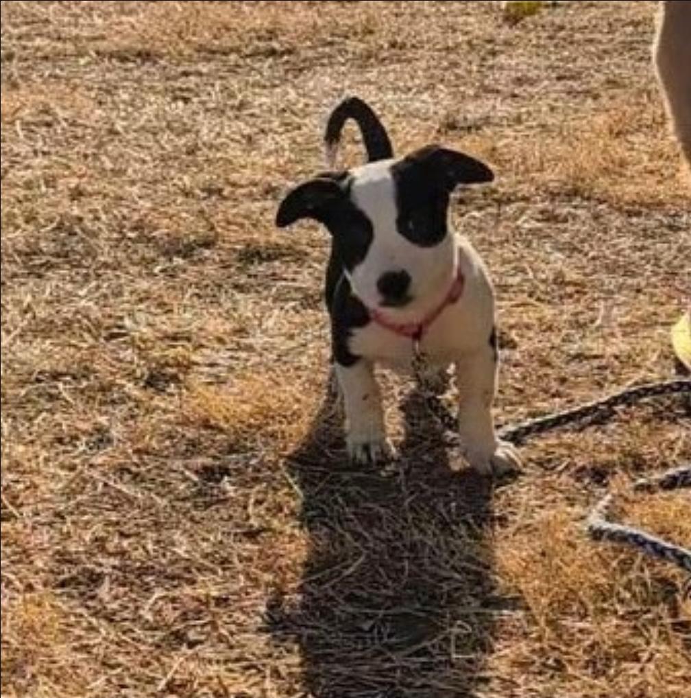 Olivia, a ADOPTABLE mixed breed in Plattsmouth, NE image 6/6