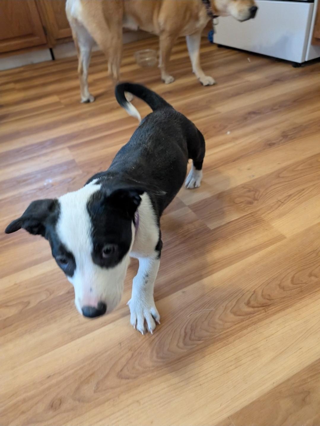 Olivia, a ADOPTABLE mixed breed in Plattsmouth, NE image 4/6