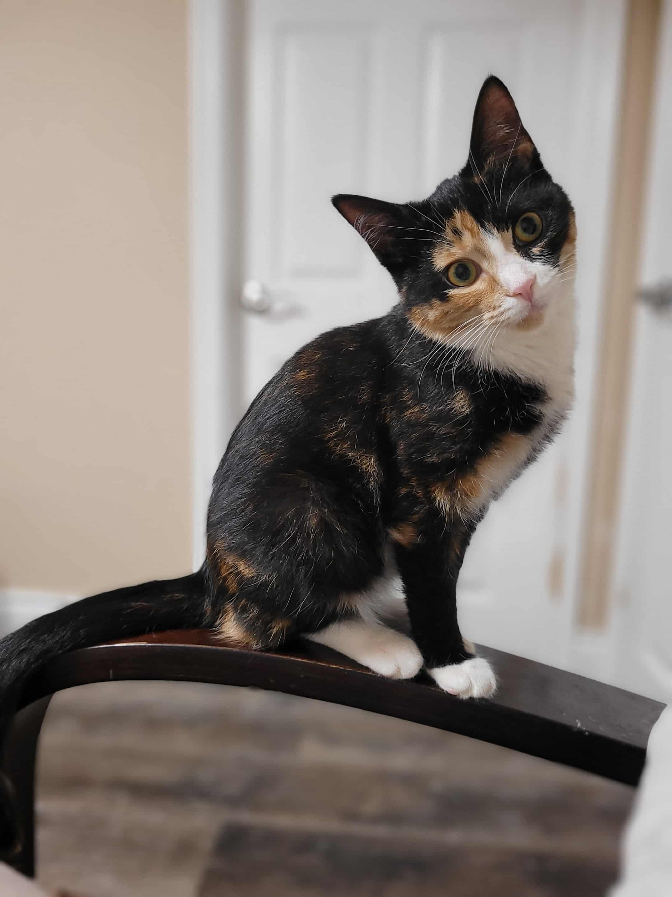 Thrive, a Adoptable Domestic Short Hair in Shakespeare, ON image 1/5