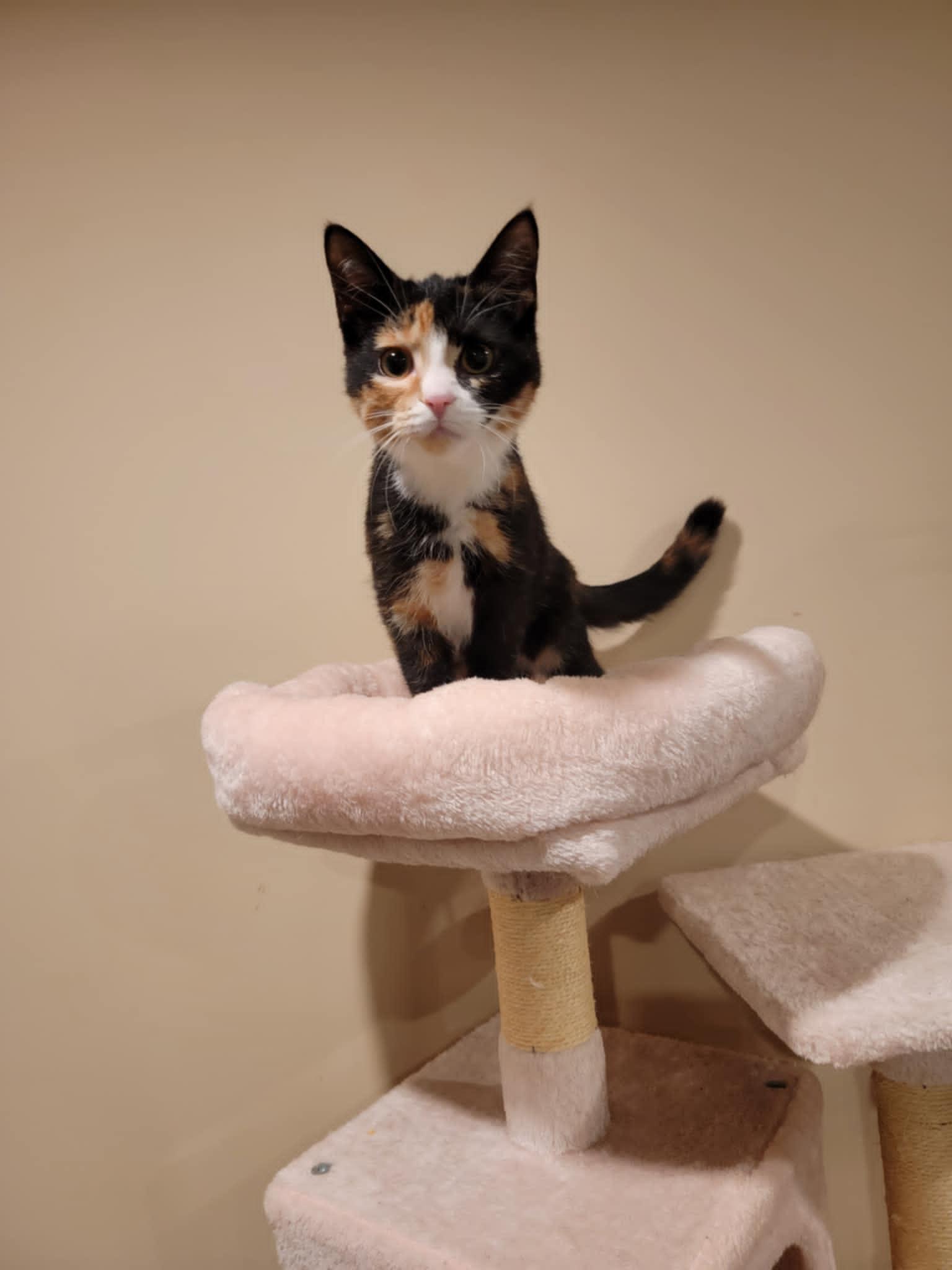 Thrive, a Adoptable Domestic Short Hair in Shakespeare, ON image 2/5