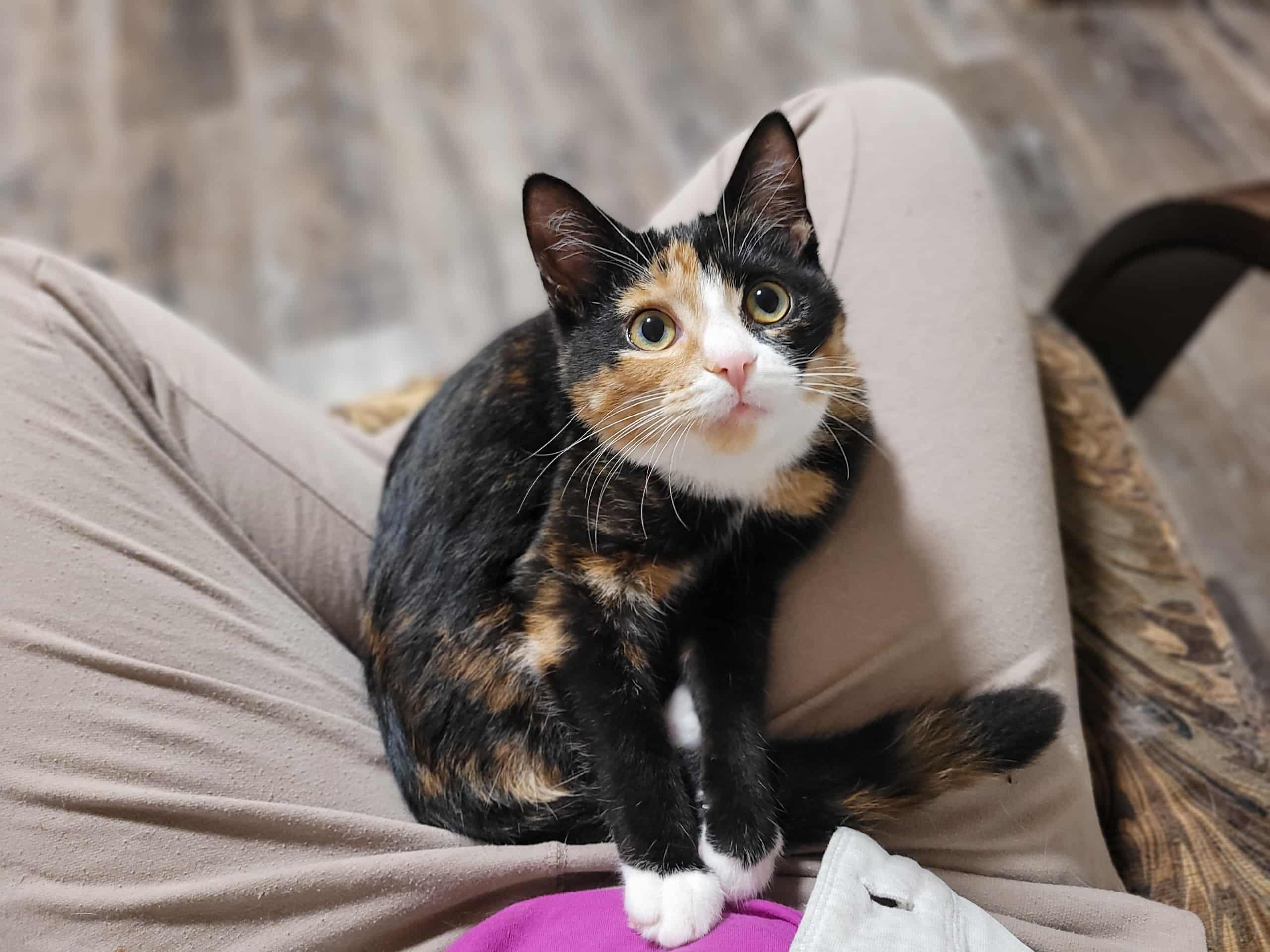 Thrive, a Adoptable Domestic Short Hair in Shakespeare, ON image 3/5