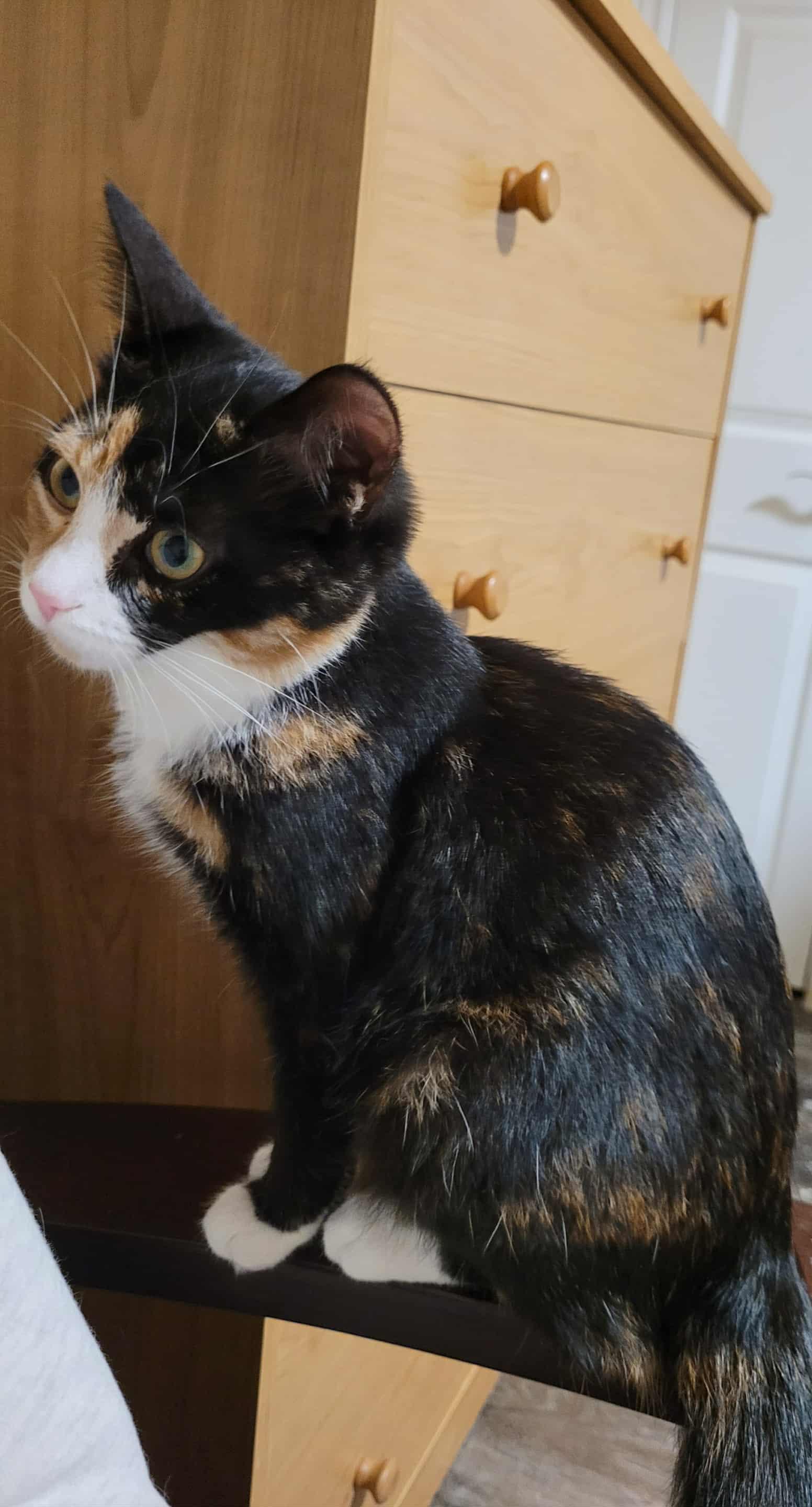 Thrive, a Adoptable Domestic Short Hair in Shakespeare, ON image 4/5