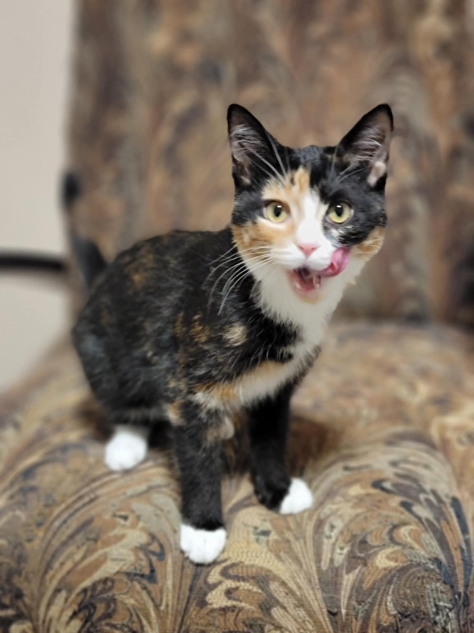 Thrive, a Adoptable Domestic Short Hair in Shakespeare, ON image 5/5