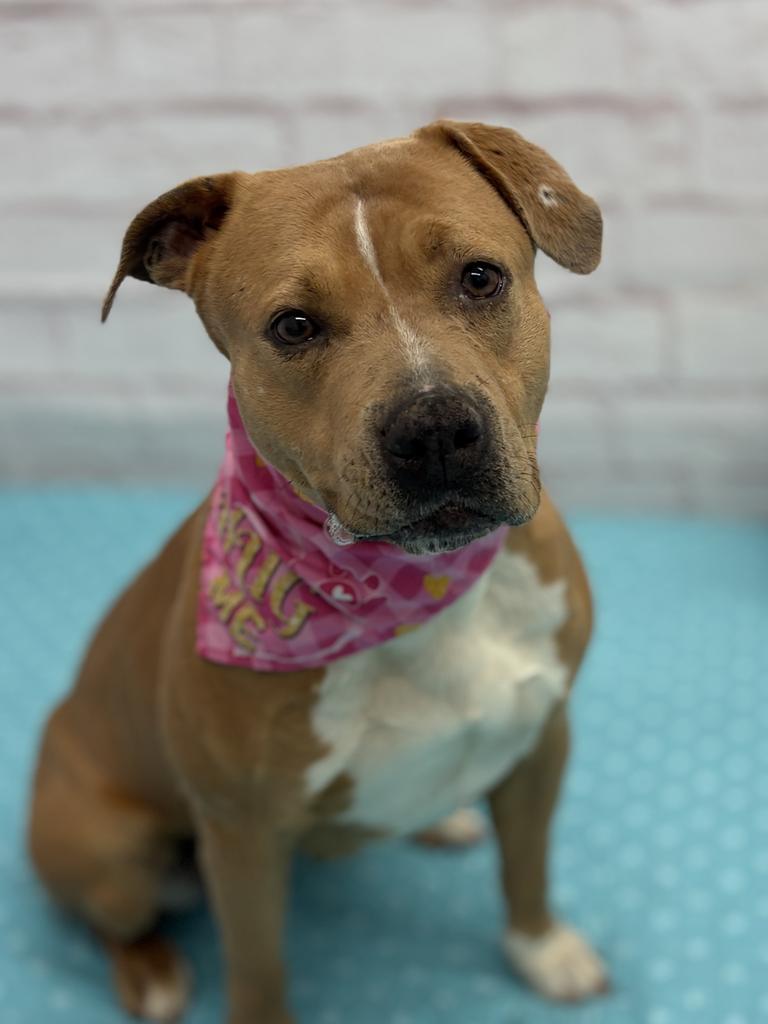 Enlarge Mermaid, a Adoptable mixed breed in Detroit, MI image 1/6