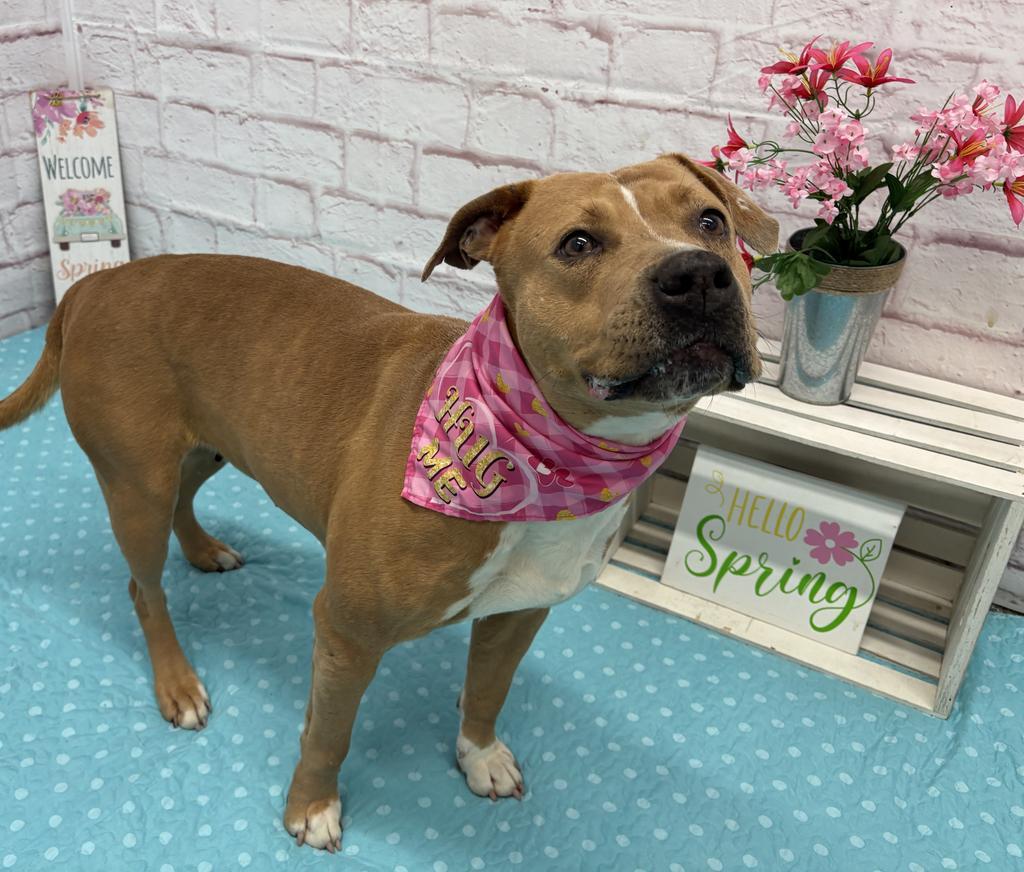Enlarge Mermaid, a Adoptable mixed breed in Detroit, MI image 2/6
