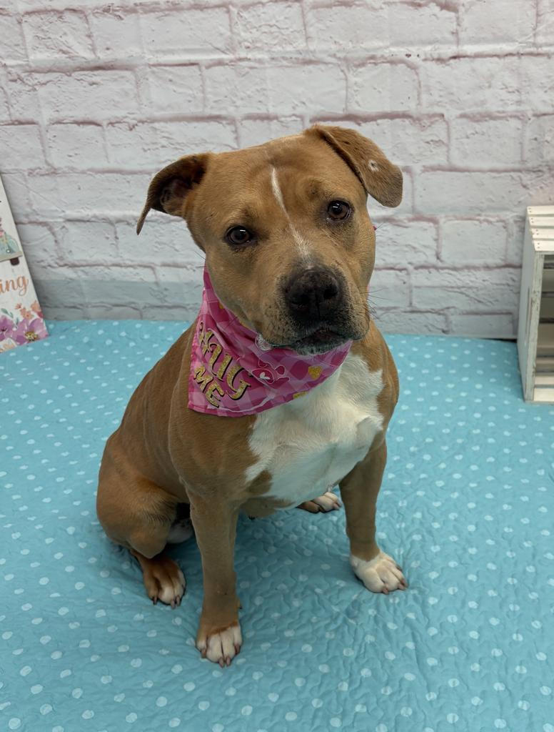 Enlarge Mermaid, a Adoptable mixed breed in Detroit, MI image 3/6