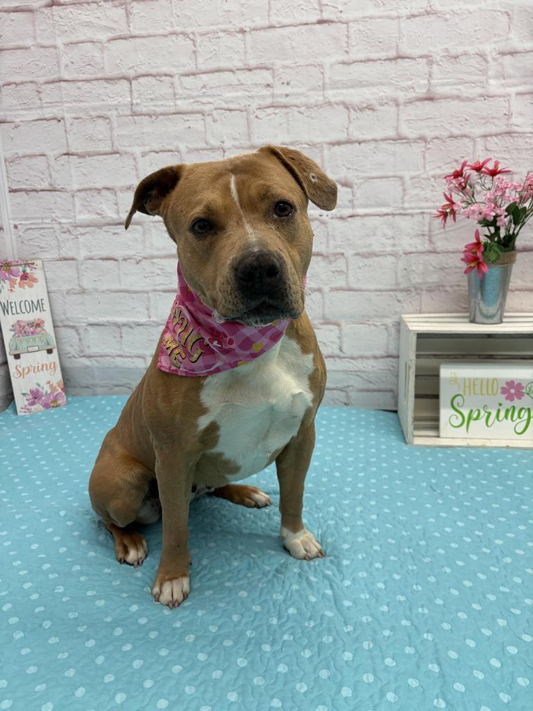 Enlarge Mermaid, a Adoptable mixed breed in Detroit, MI image 4/6
