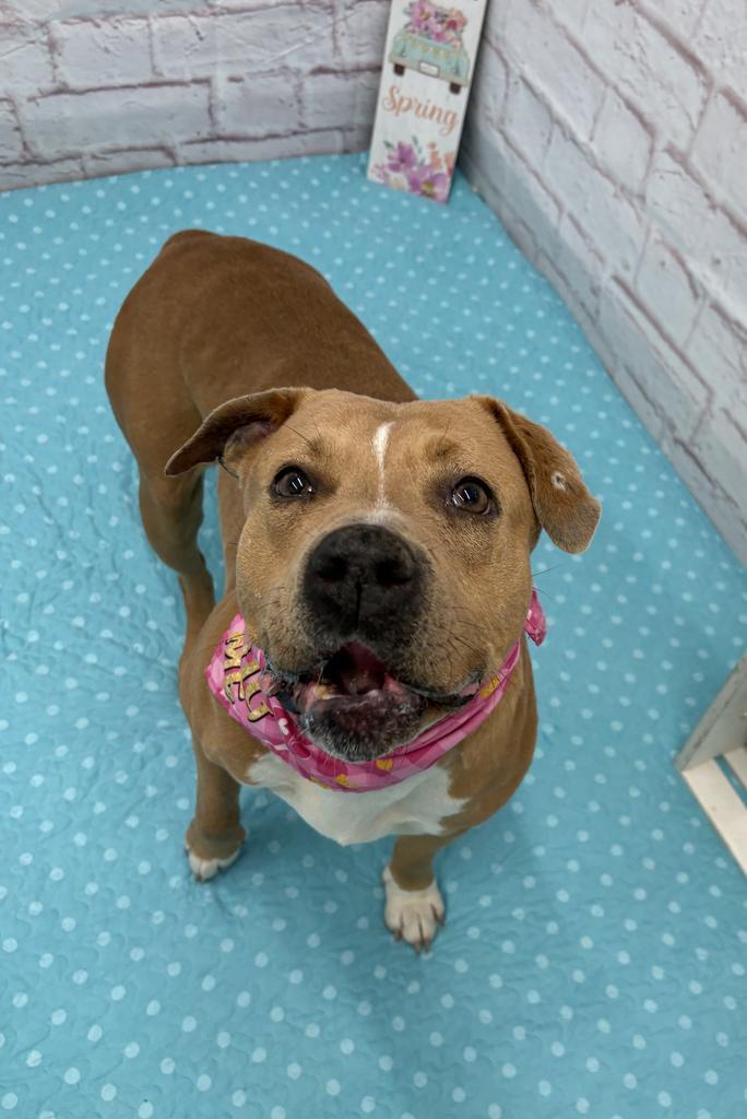 Enlarge Mermaid, a Adoptable mixed breed in Detroit, MI image 5/6