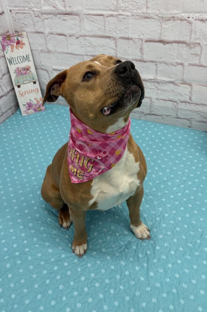 Enlarge Mermaid, a Adoptable mixed breed in Detroit, MI image 6/6