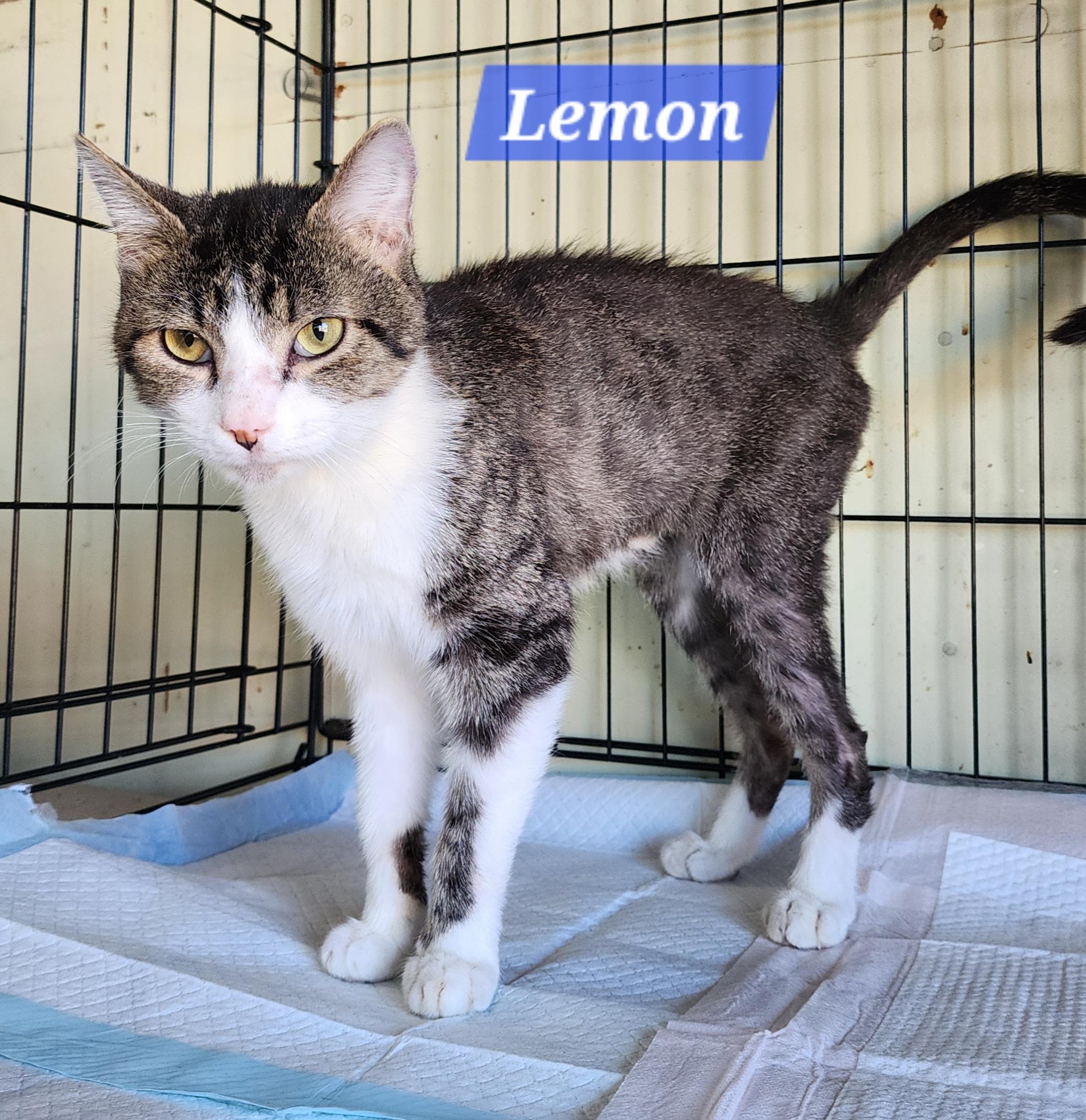 Enlarge Lemon, a Adoptable Domestic Short Hair in Irwin, PA image 1/3
