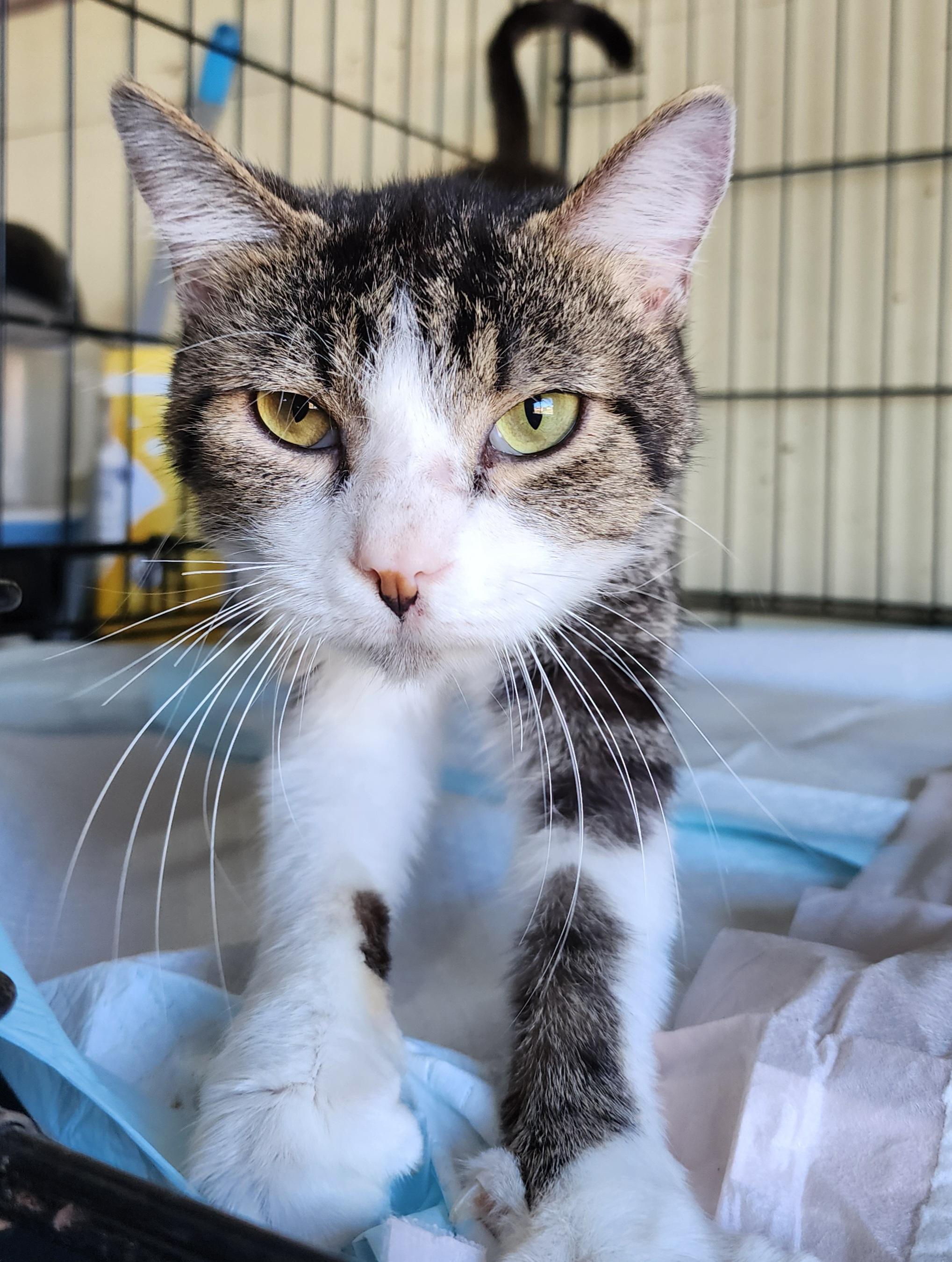 Lemon, adopted, Young Male Domestic Short Hair.