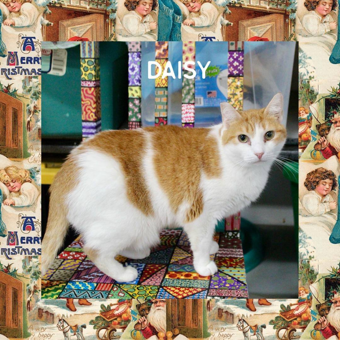 Daisy, a Adoptable Domestic Short Hair in Gilroy, CA image 3/7