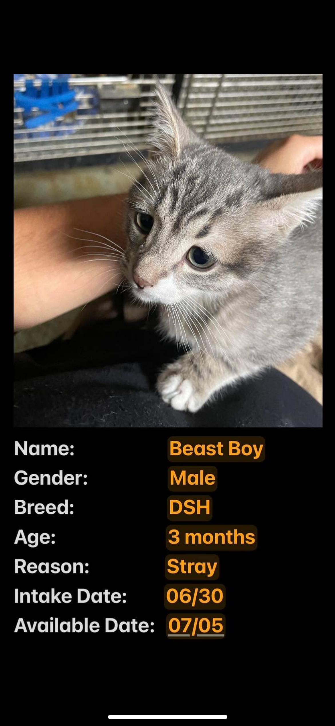 Beast Boy, an adoptable Domestic Short Hair in Portales, NM, 88130 | Photo Image 1