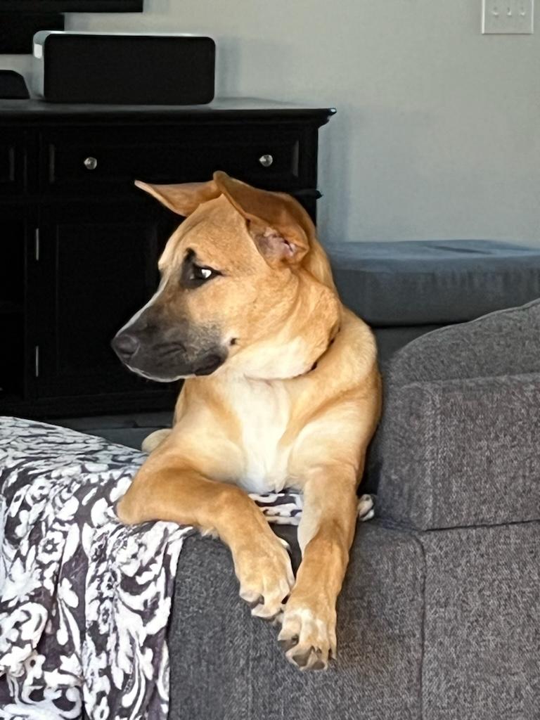 Cocoa