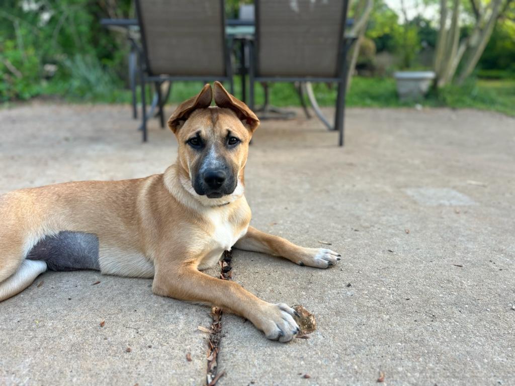 Cocoa