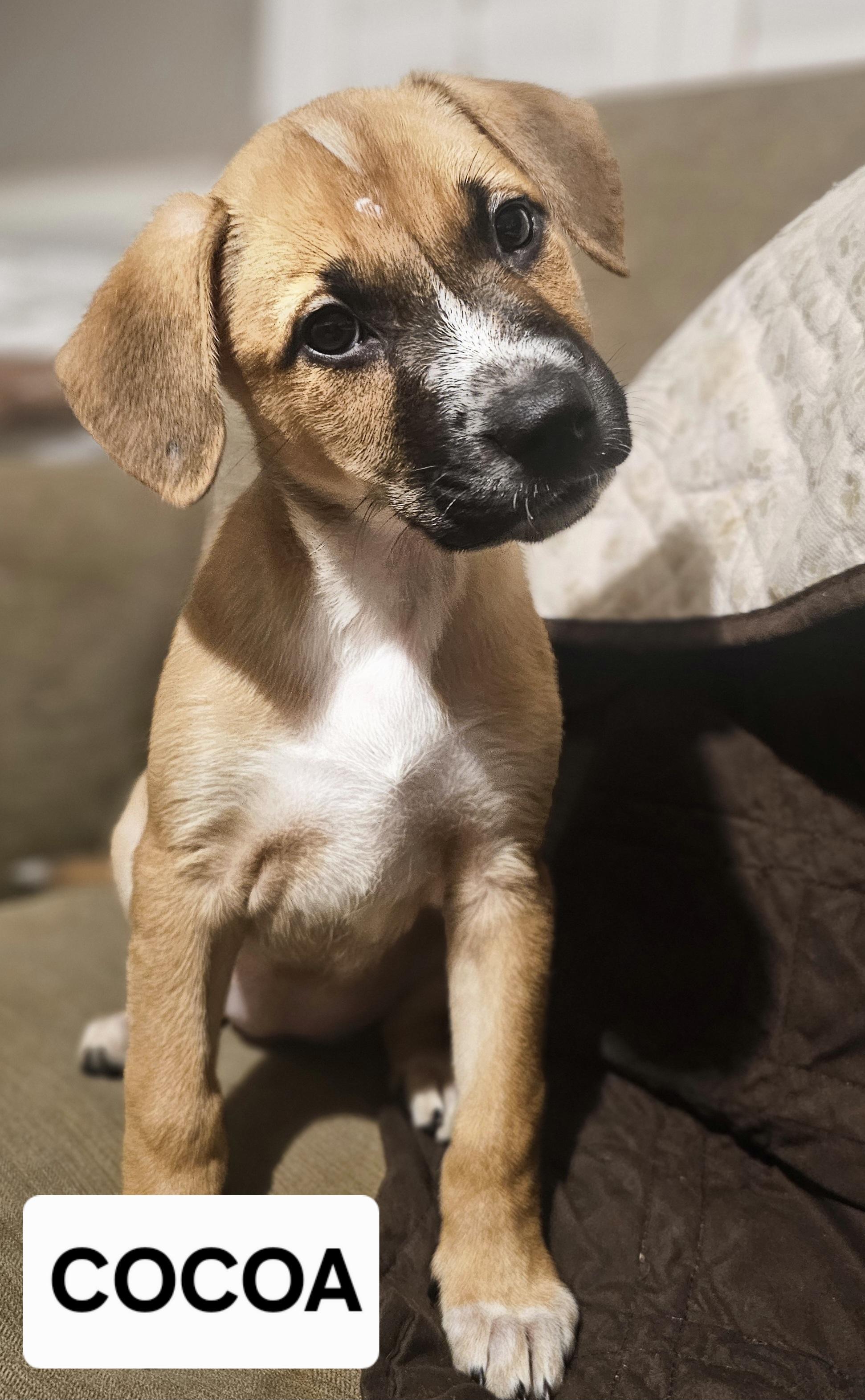 Cocoa