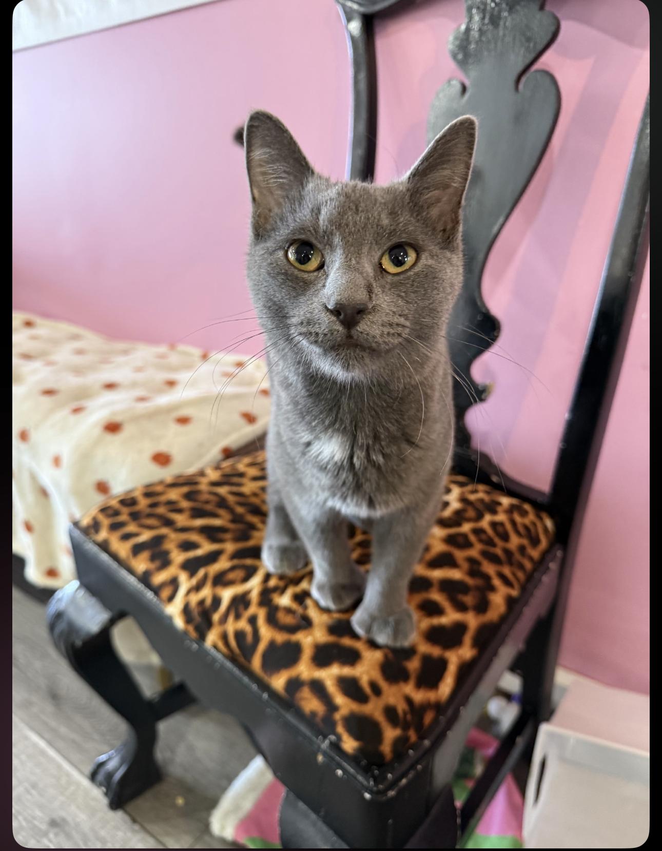 Billy, adopted, Young Male Domestic Short Hair.