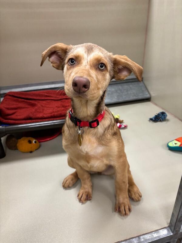 Neveah, Adoptable, Puppy Female Yellow Labrador Retriever & Mixed Breed.