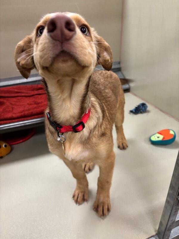 Enlarge Neveah, a Adoptable mixed breed in Westminster, CO image 4/6