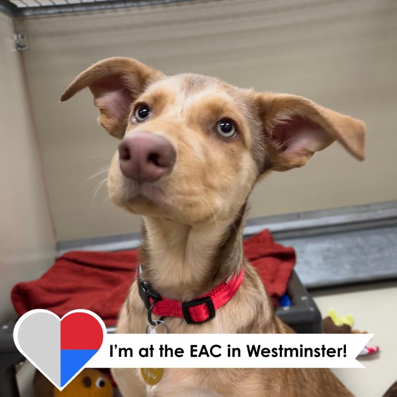 Enlarge Neveah, a Adoptable mixed breed in Westminster, CO image 5/6