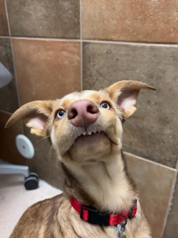 Enlarge Neveah, a Adoptable mixed breed in Westminster, CO image 3/6