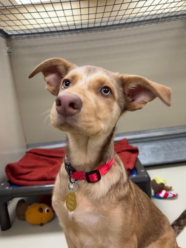 Enlarge Neveah, a Adoptable mixed breed in Westminster, CO image 6/6