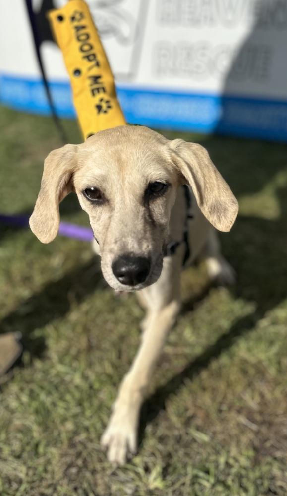 Enlarge Gunner, a Adoptable mixed breed in Syracuse, NY image 1/6