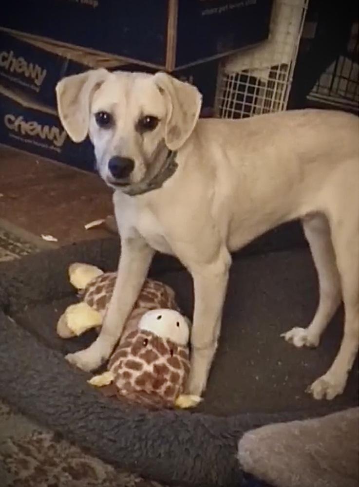 Enlarge Gunner, a Adoptable mixed breed in Syracuse, NY image 2/6