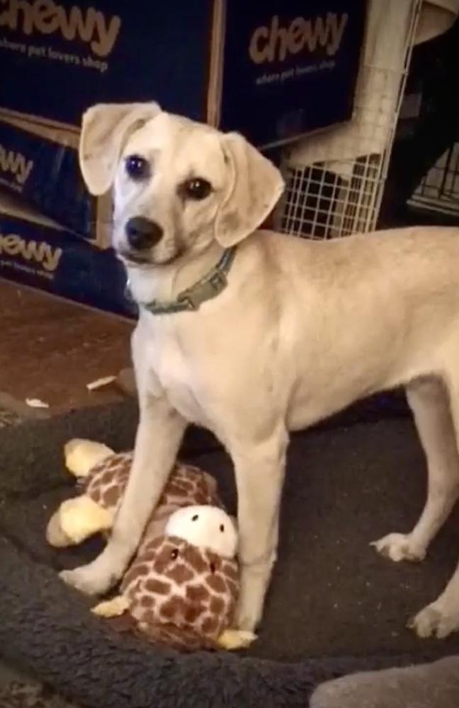 Enlarge Gunner, a Adoptable mixed breed in Syracuse, NY image 3/6