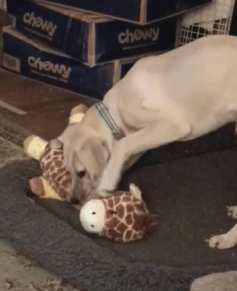 Enlarge Gunner, a Adoptable mixed breed in Syracuse, NY image 4/6