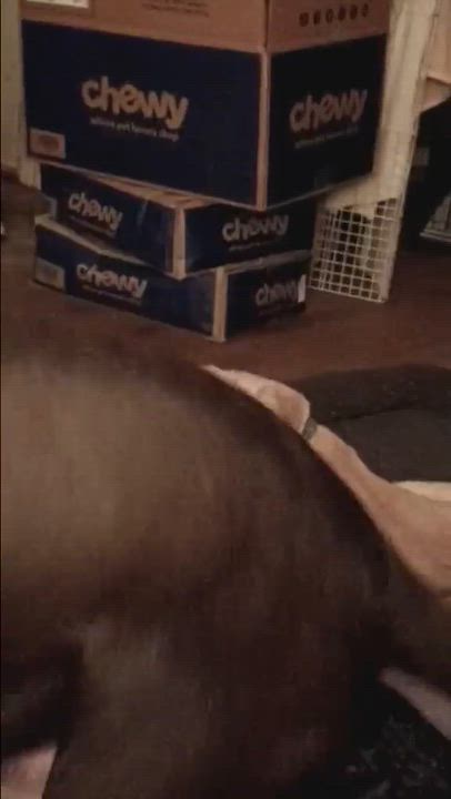 Enlarge Gunner, a Adoptable mixed breed in Syracuse, NY video 6/6