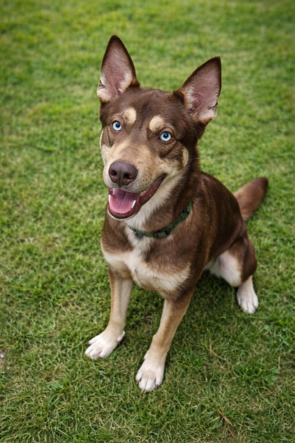 Bandit , ADOPTABLE, Young Male Husky.