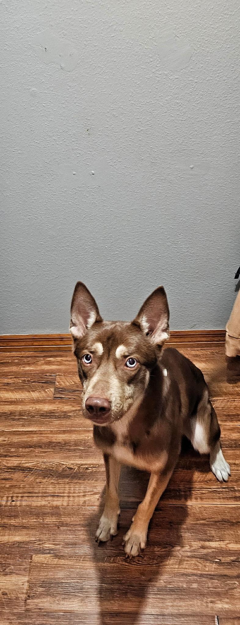 Enlarge Bandit , a ADOPTABLE mixed breed in tampa, FL image 3/3