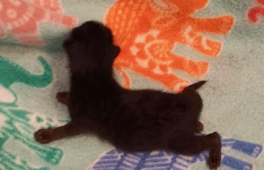 Foxtrot, Adoptable, Kitten Male Domestic Short Hair.